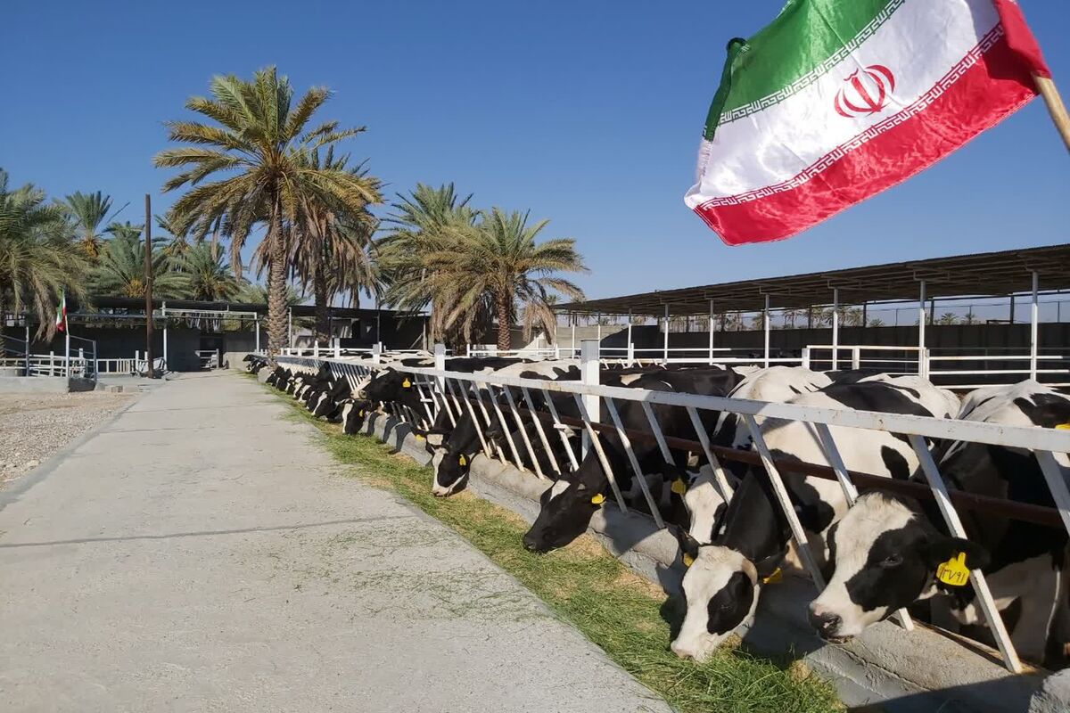 دامداری صنعتی