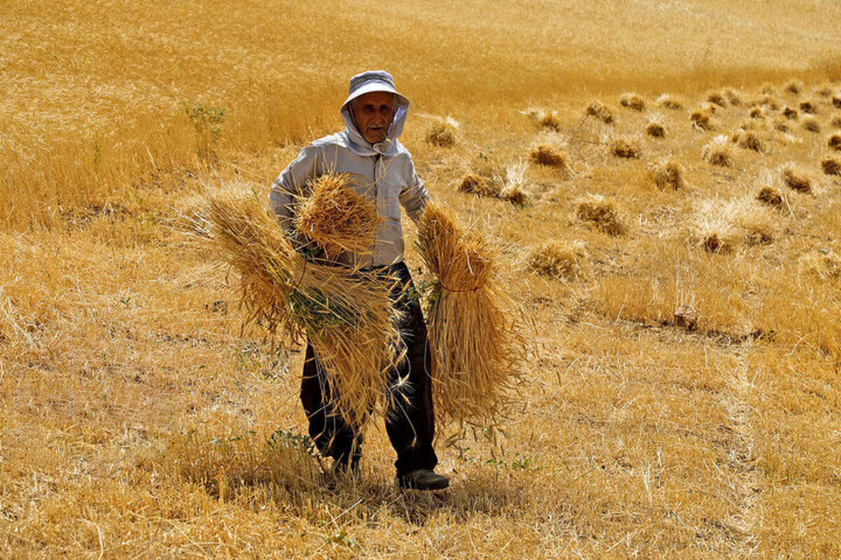 گندم کاران کردستانی