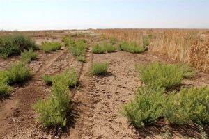 همکاری نیروی انتظامی با یگان حفاظت منابع طبیعی خلیل آباد