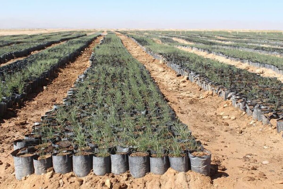 نهال