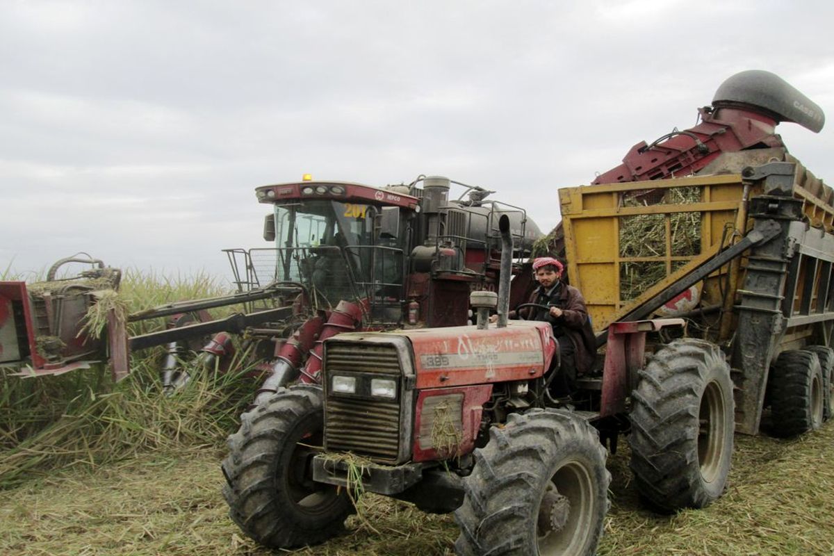 برداشت سبز نیشکر