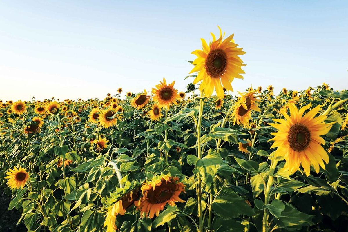 آفتابگردان آجیلی