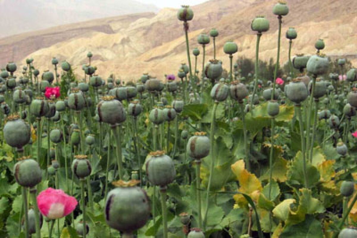 معدوم‌سازی پنج و نیم میلیون گرز خشخاش