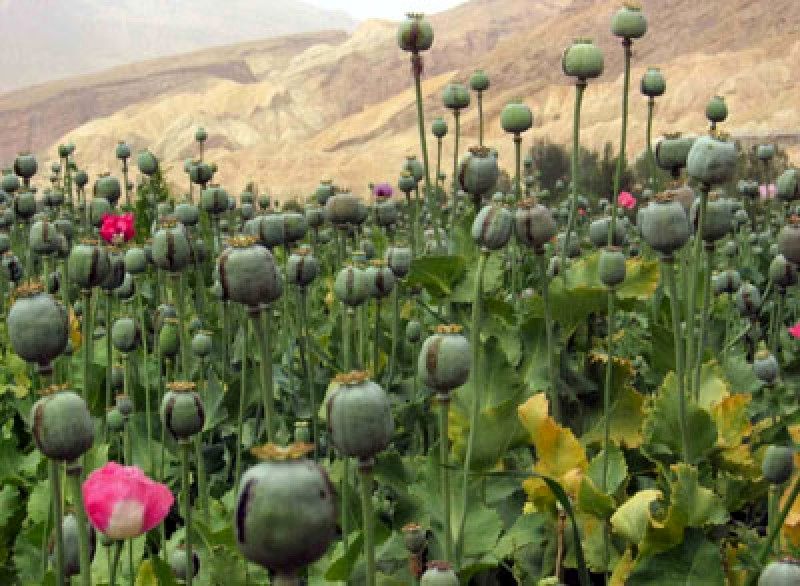 معدومسازی 5.5 میلیون گرز خشخاش در کرمانشاه
