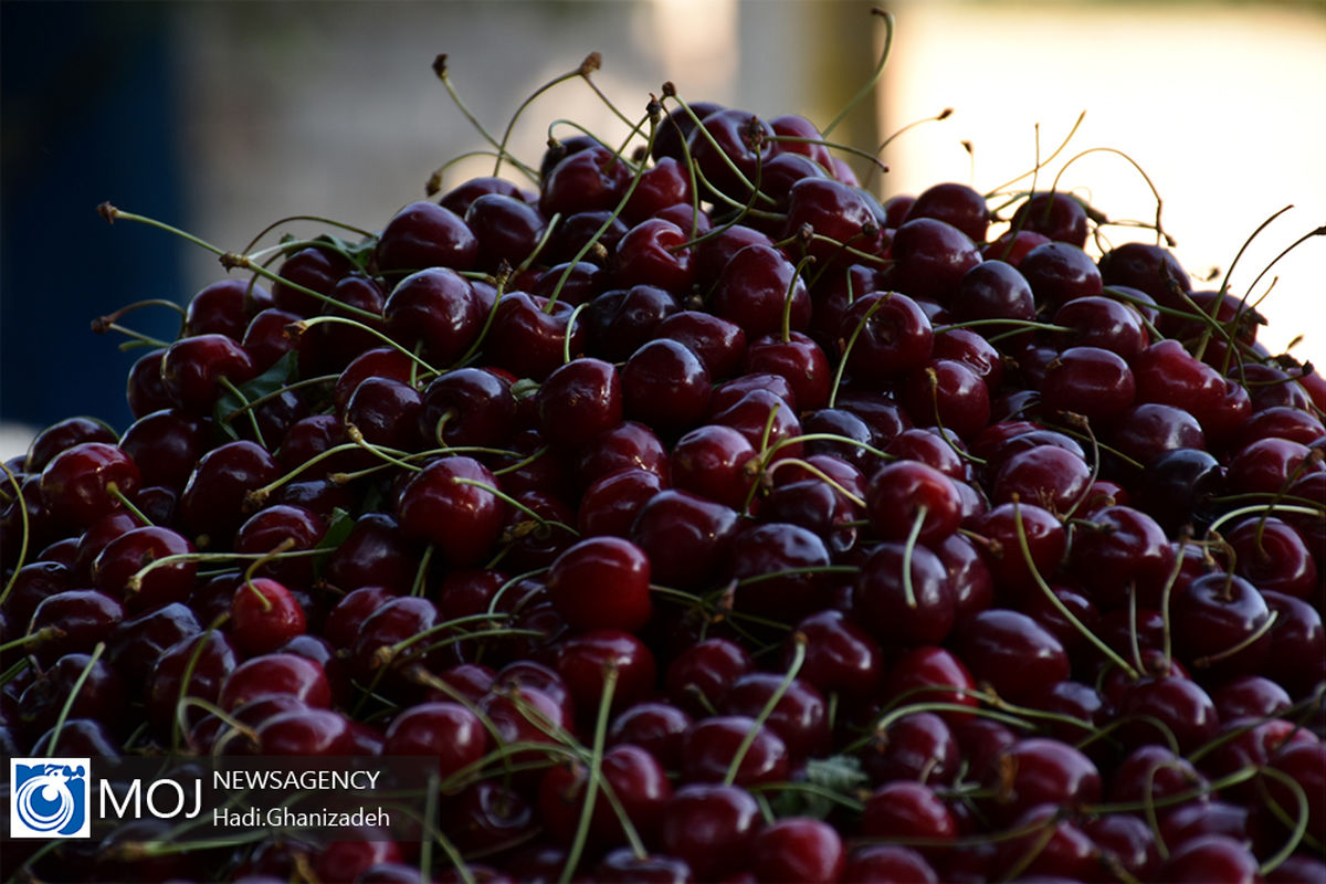برداشت گیلاس در شهر هیر اردبیل
