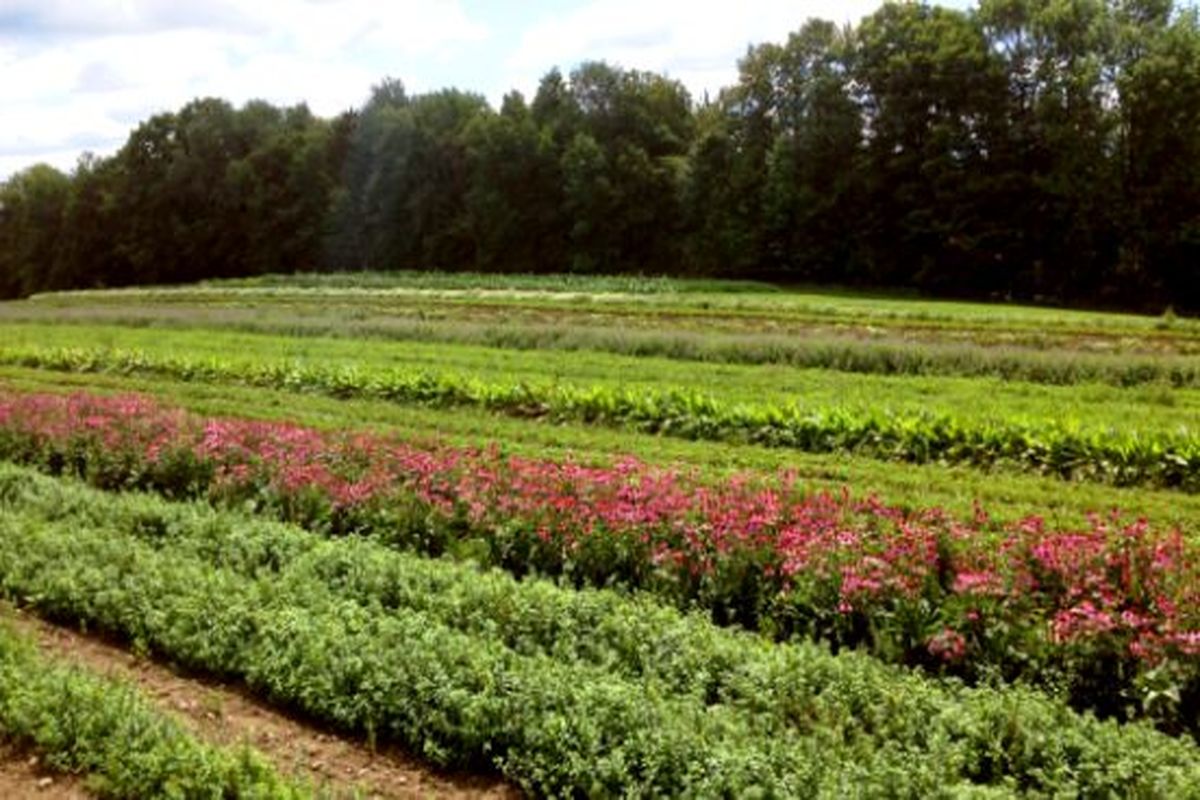 مزرعه گیاهان دارویی