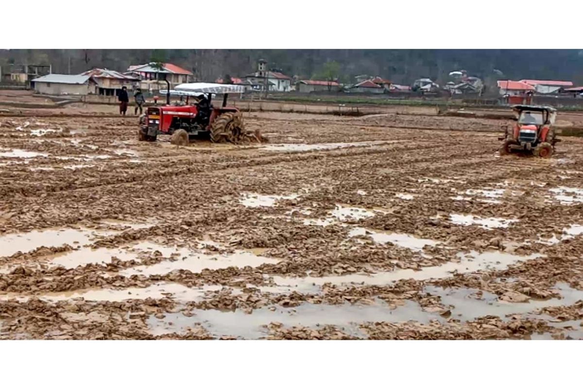 اراضی شالیزاری ساری