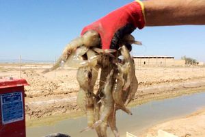 برداشت ۳۸۰ تن میگو از سایت پرورش میگو بندرمقام