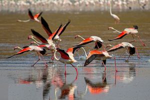 ورود بیش از ۳۰۰ فلامینگو به تالاب گاوخونی در اصفهان