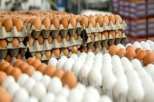 بی‌کیفیت بودن تخم‌ مرغ صادراتی ایرانی تکذیب شد