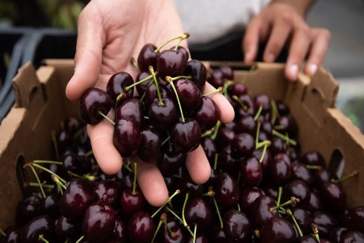 جهاد کشاورزی آذربایجان شرقی 