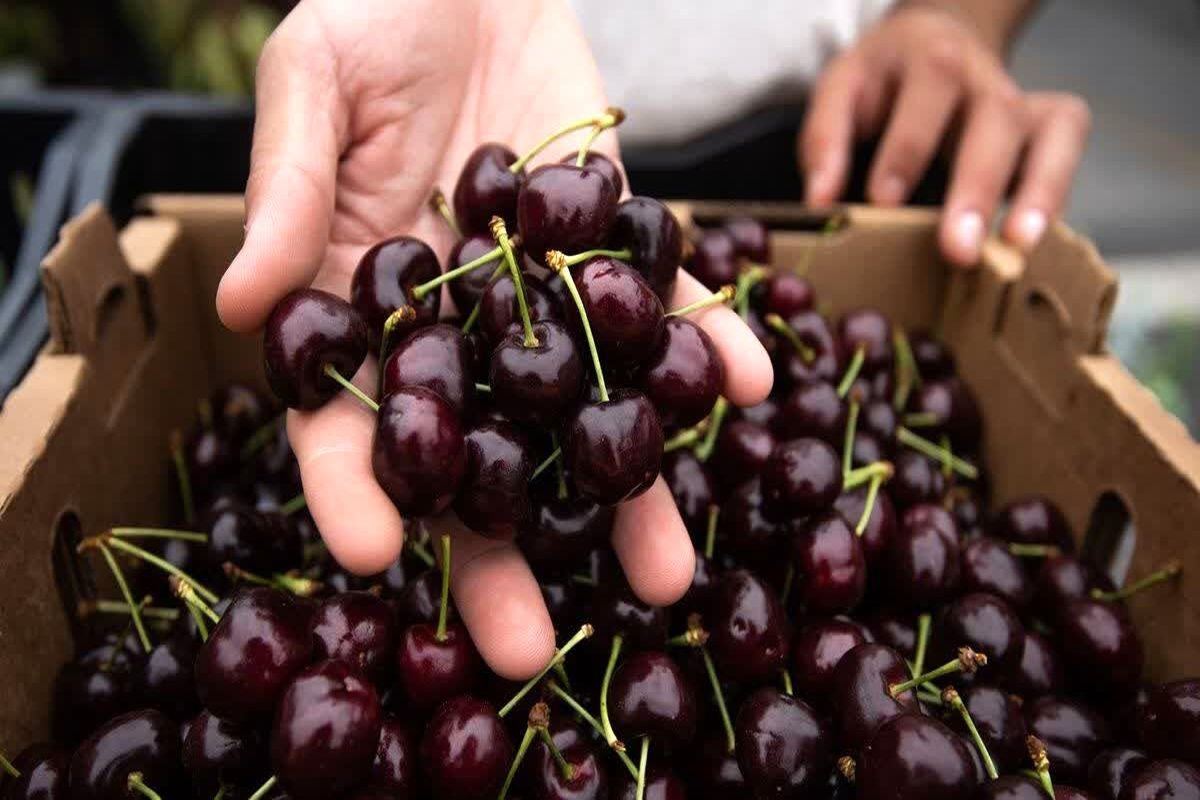 جهاد کشاورزی آذربایجان شرقی 
