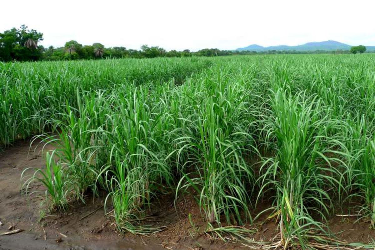 شرکت توسعه نیشکر