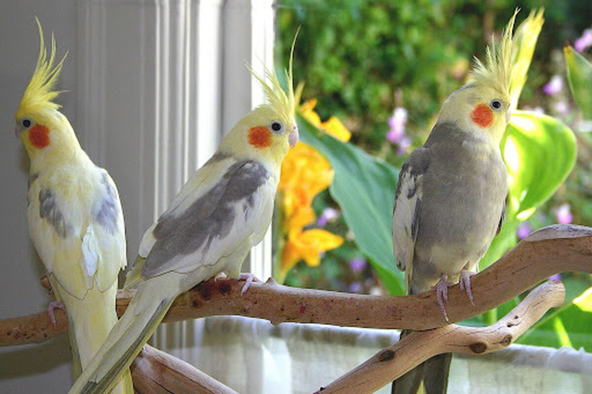 پرندگان خانگی