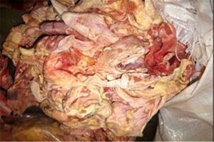 کشف و ضبط  2 تن  ضایعات دامی غیر مجاز در خمینی شهر