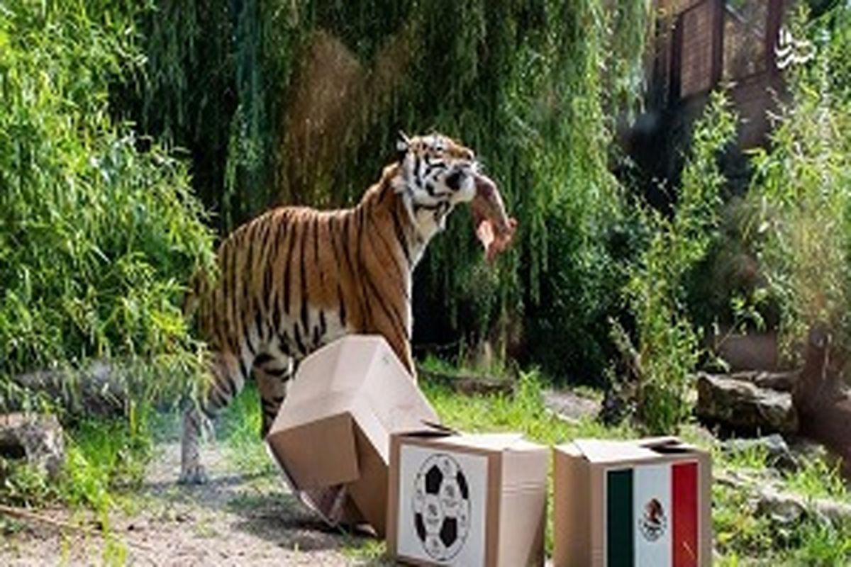 پیشگویی یک ببر در جام جهانی