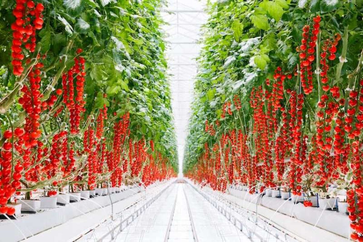 گلخانه شیشه‌ای هیدروپونیک