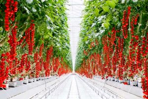 بزرگترین گلخانه شیشه‌ای هیدروپونیک در نیشابور ساخته می شود