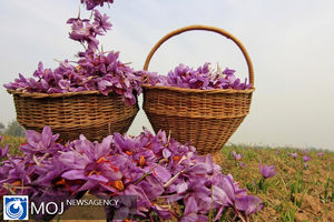 پیش‌بینی برداشت ۵۲۰ کیلوگرم زعفران خشک از مجموع  110 هکتار مزارع استان