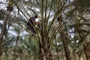 گرده افشانی نخیلات در فارس پایان یافت 