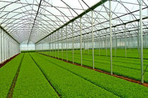 ایجاد 20 هزار شغل با احداث گلخانه ها در اردبیل