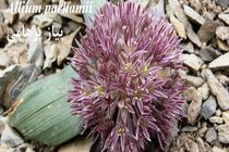 نام‌گذاری یک گیاه تازه کشف شده به نام شهید محیط‌بان