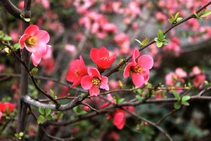 تشریح برنامه های ستاد "استقبال از بهار شهرداری رشت"