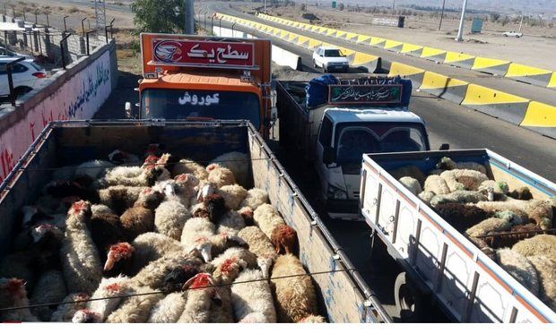 کشف 536 راس دام قاچاق طی دو عملیات در ماهیدشت کرمانشاه