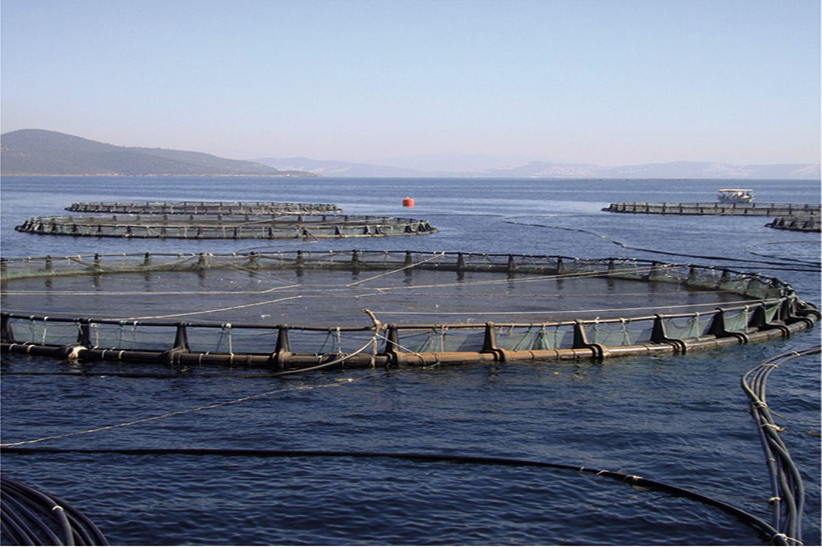 پرورش میگو - هرمزگان