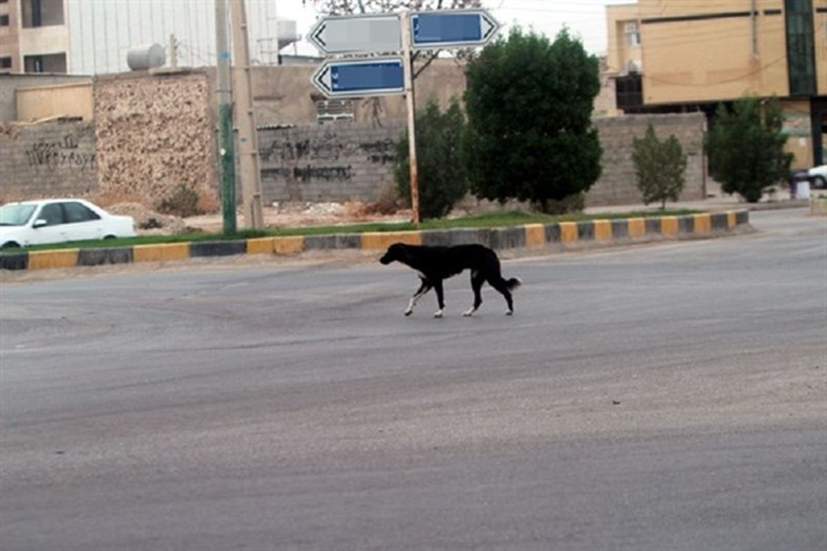 رشت- جمع اوری سگ های ولگرد