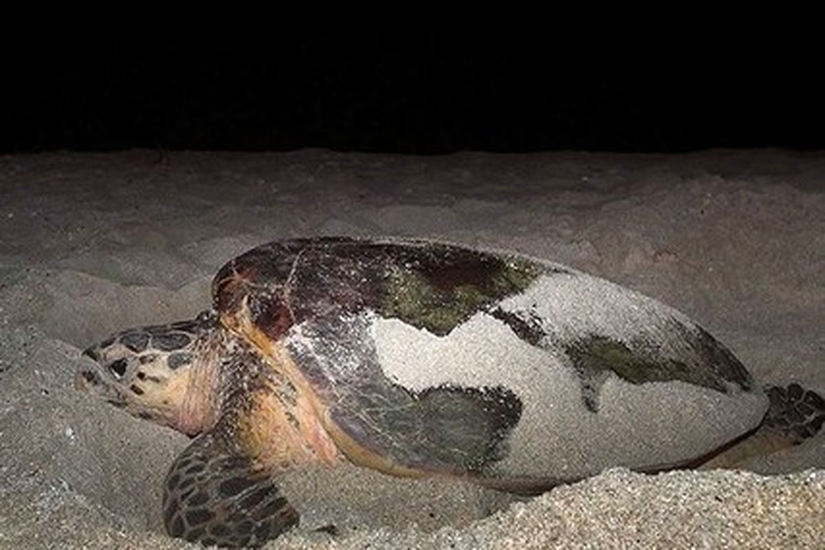 تخم ریزی لاک پشت