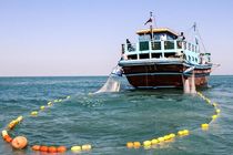 صید میگو در هرمزگان به تعویق افتاد 