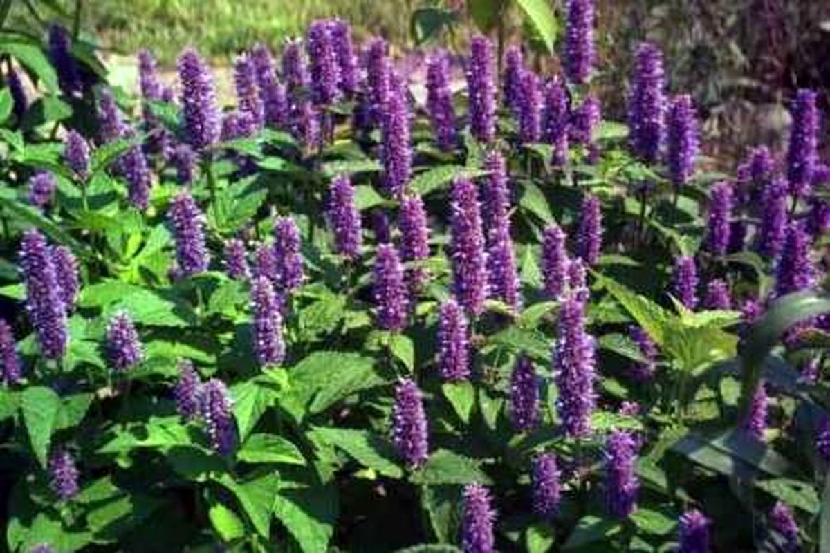 اصفهان- گیاهان دارویی