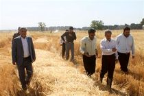 یولاف زراعی در ۷ هکتار به تولید انبوه رسید