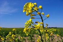 ١٢٦ هزارتن کلزا خریداری شد