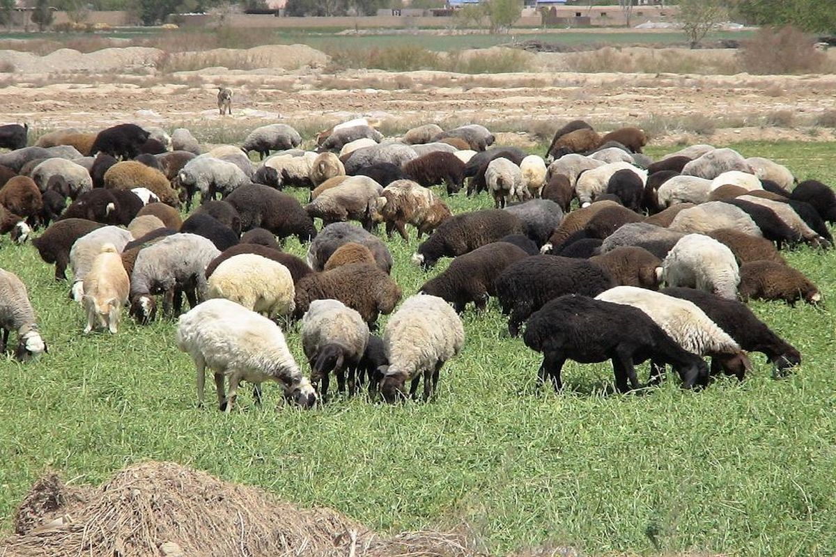 ضریب خودکفایی گوشت قرمز