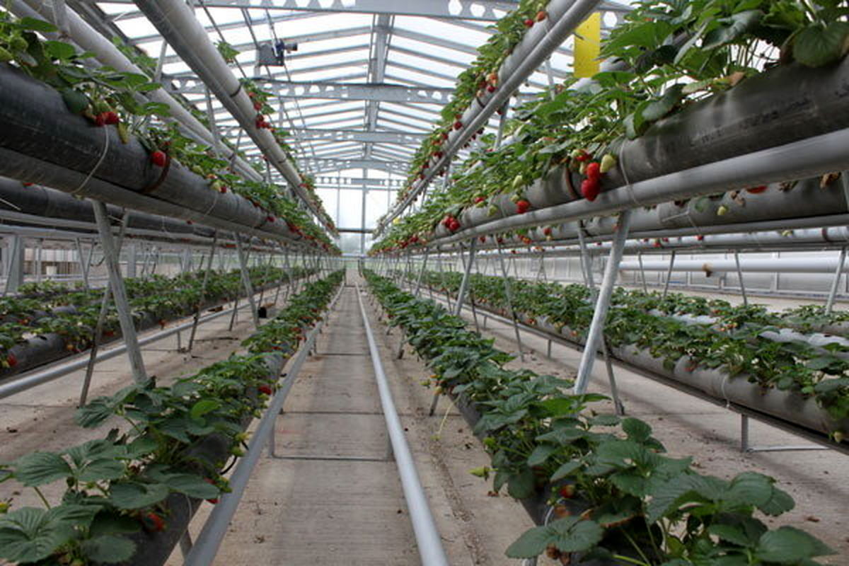 توسعه گلخانه‌های کرمانشاه