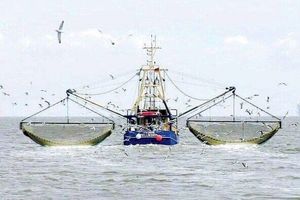 توقیف هشت شناور صید ترال و غیر مجاز در جاسک