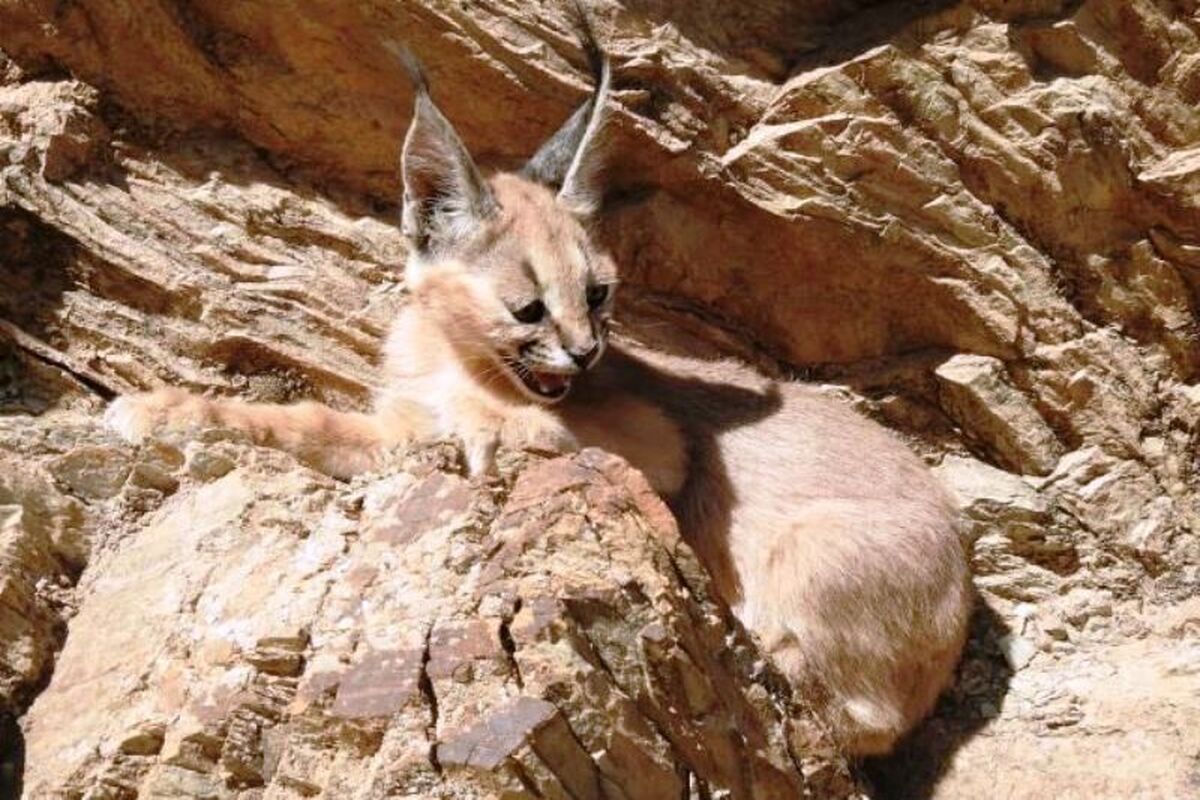 کاراکال