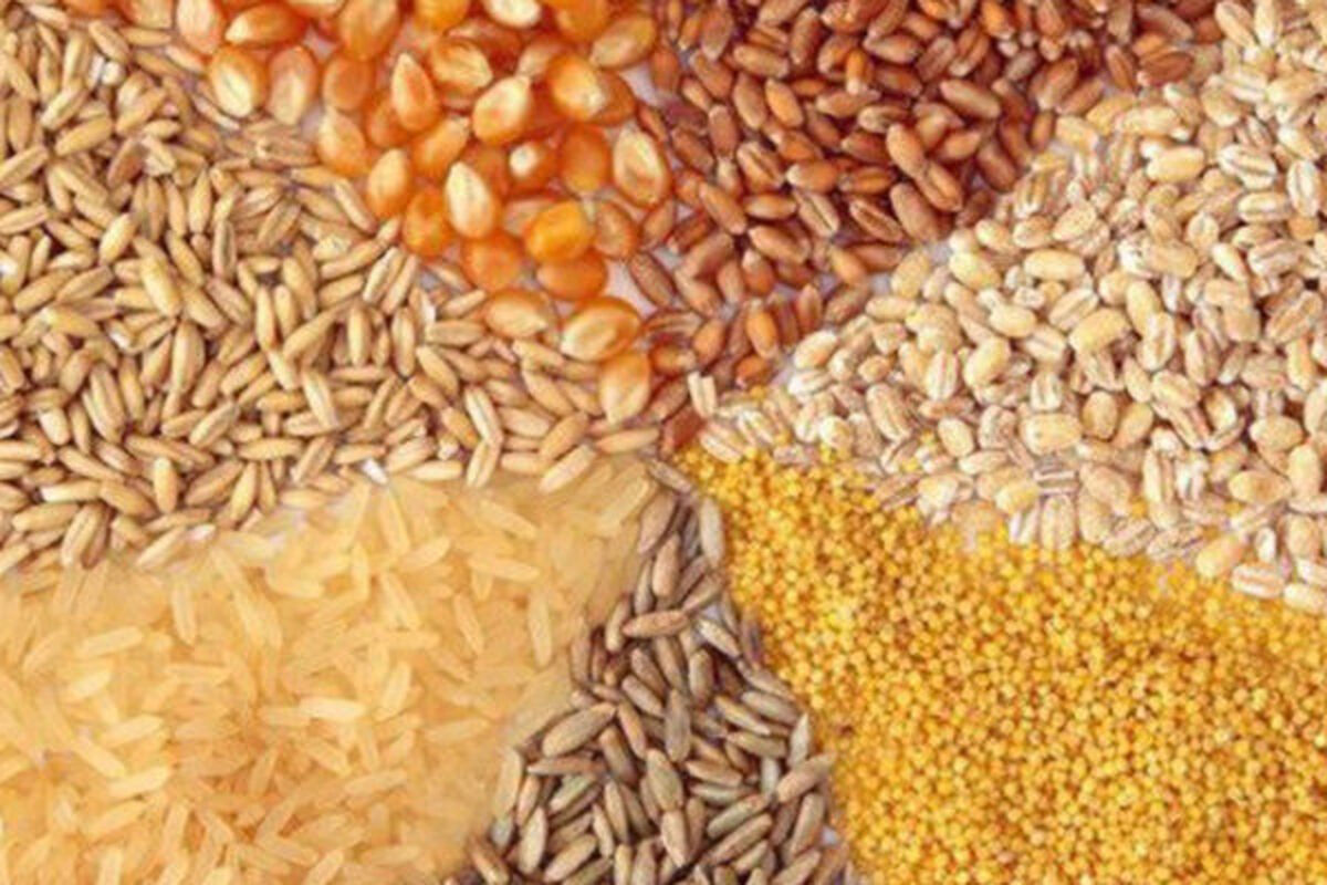 بذر اصلاح شده برای کشت پاییزه