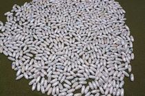 ۱۲ کیلو هروئین فشرده در تایباد کشف شد