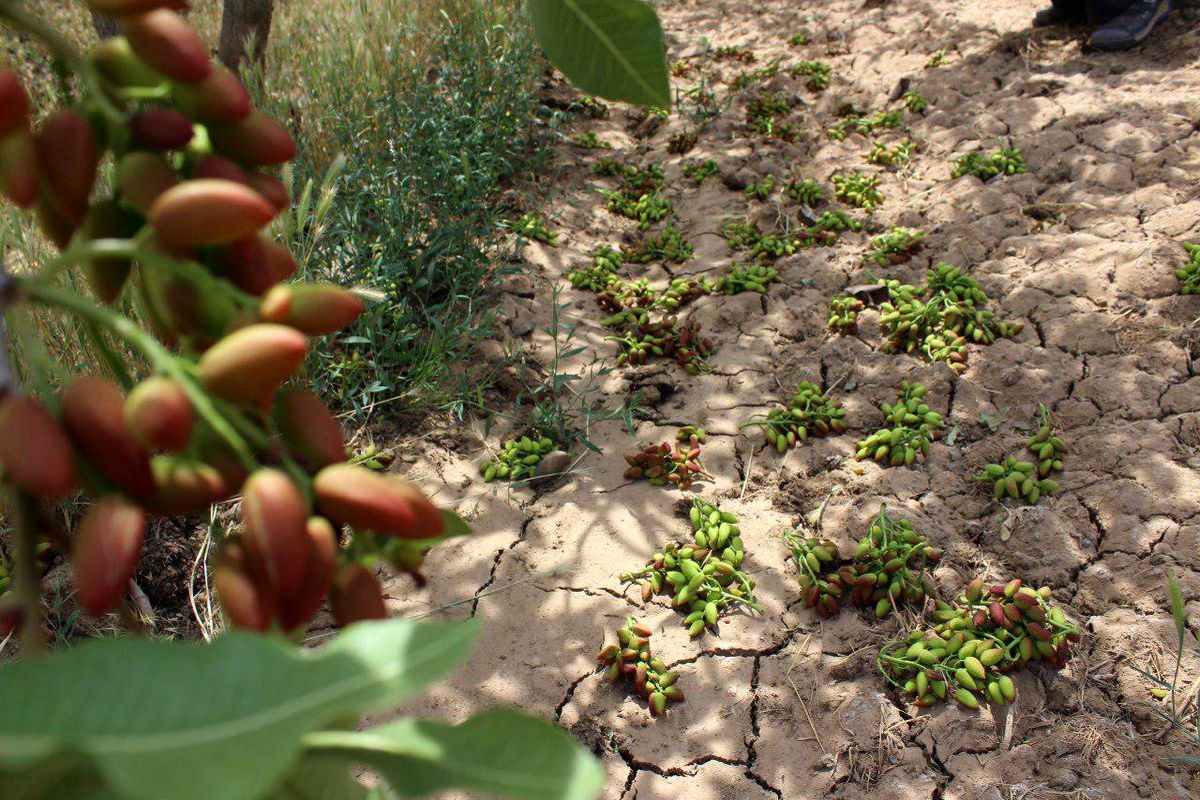 خسارت طوفان