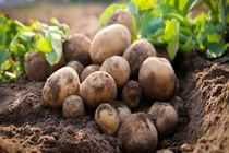 آغاز برداشت سیب زمینی ۷۰ هکتار از اراضی کشاورزی شهرستان ایرانشهر 
