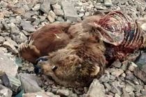 تلف شدن یک قلاده خرس قهوه‌ای در نور