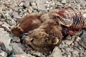 تلف شدن یک قلاده خرس قهوه‌ای در نور