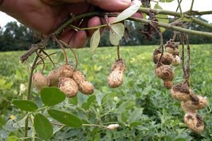  ۵ هزار نفر در گیلان به کشت و کار بادام زمینی اشتغال دارند