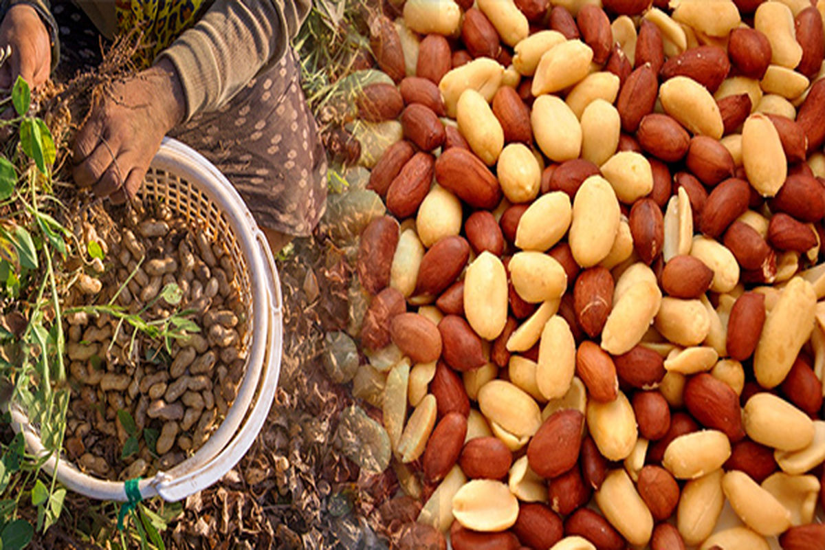 جشنواره بادام زمینی در استانه اشرفیه