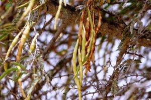 جمع آوری بذر درختان بومی در جاسک