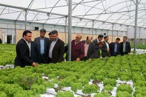 کشت گلخانه ای NFD که برای اولین بار در کشور توسط گلخانه ارنان انجام شد