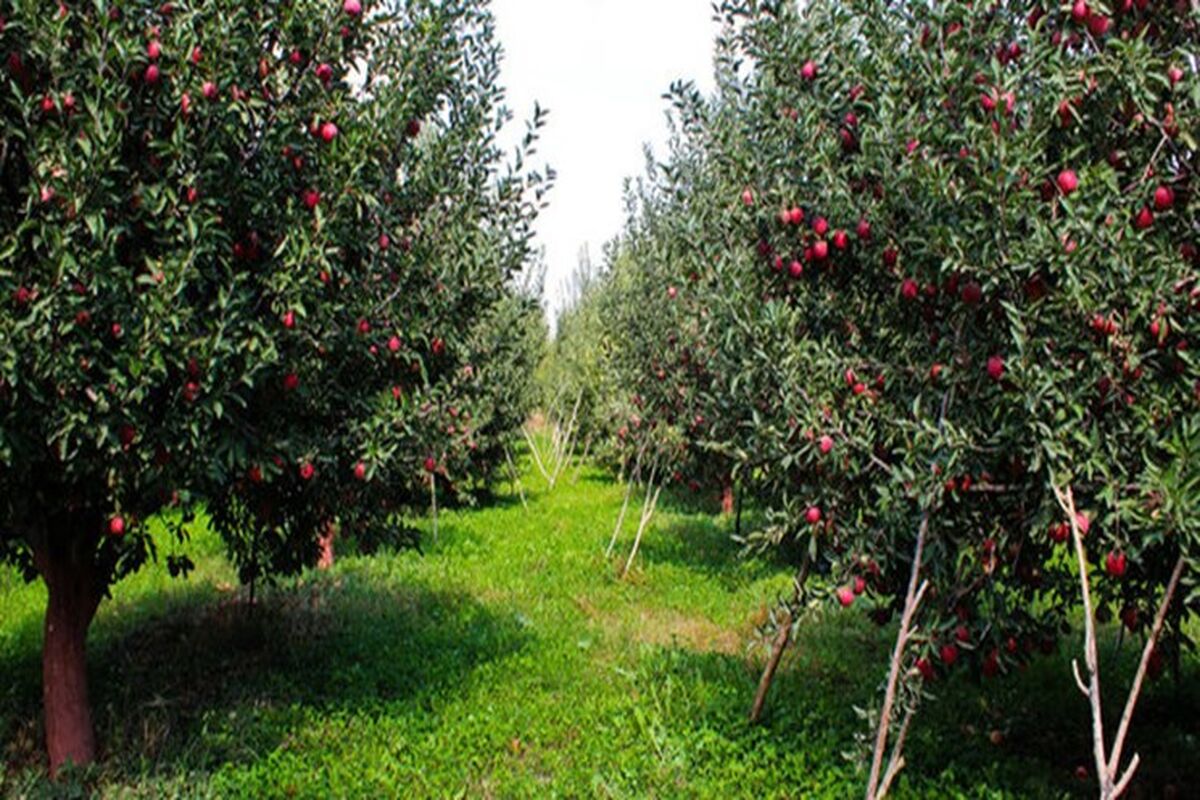تنش آبی باغات